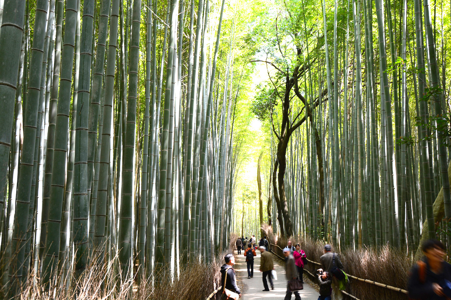 Arashiyama Arashiyama Bamboo Forest in Kyoto