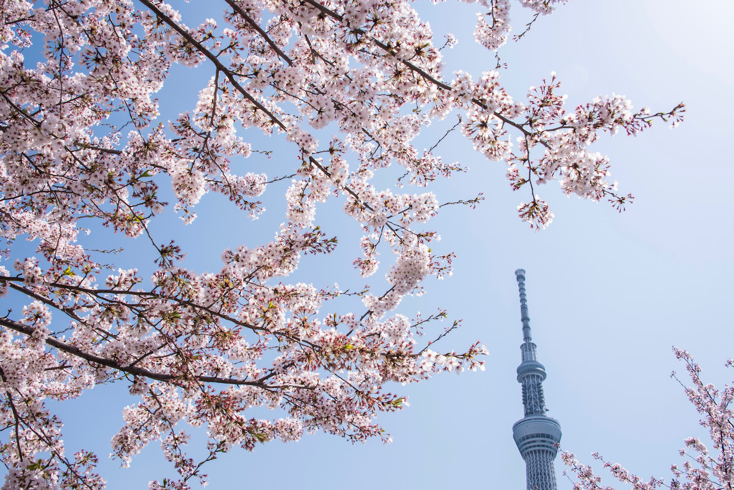 Where Can You See Cherry Blossoms in Tokyo in 2024?