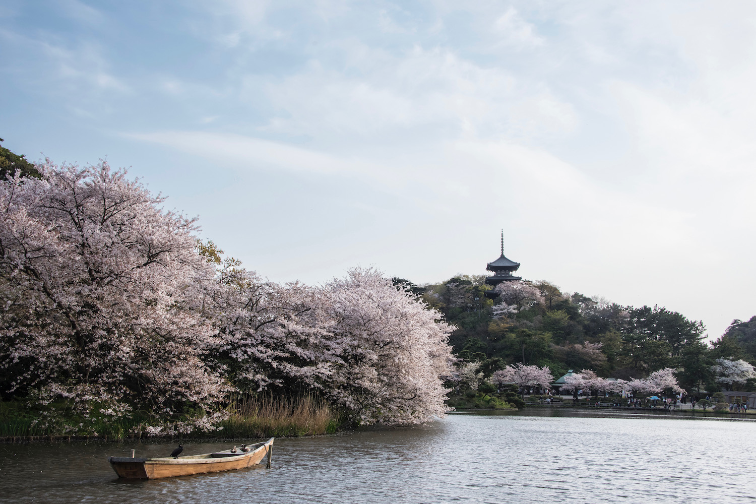 Yokohama Sakura Sakura at Sankei-en in Yokohama, Japan