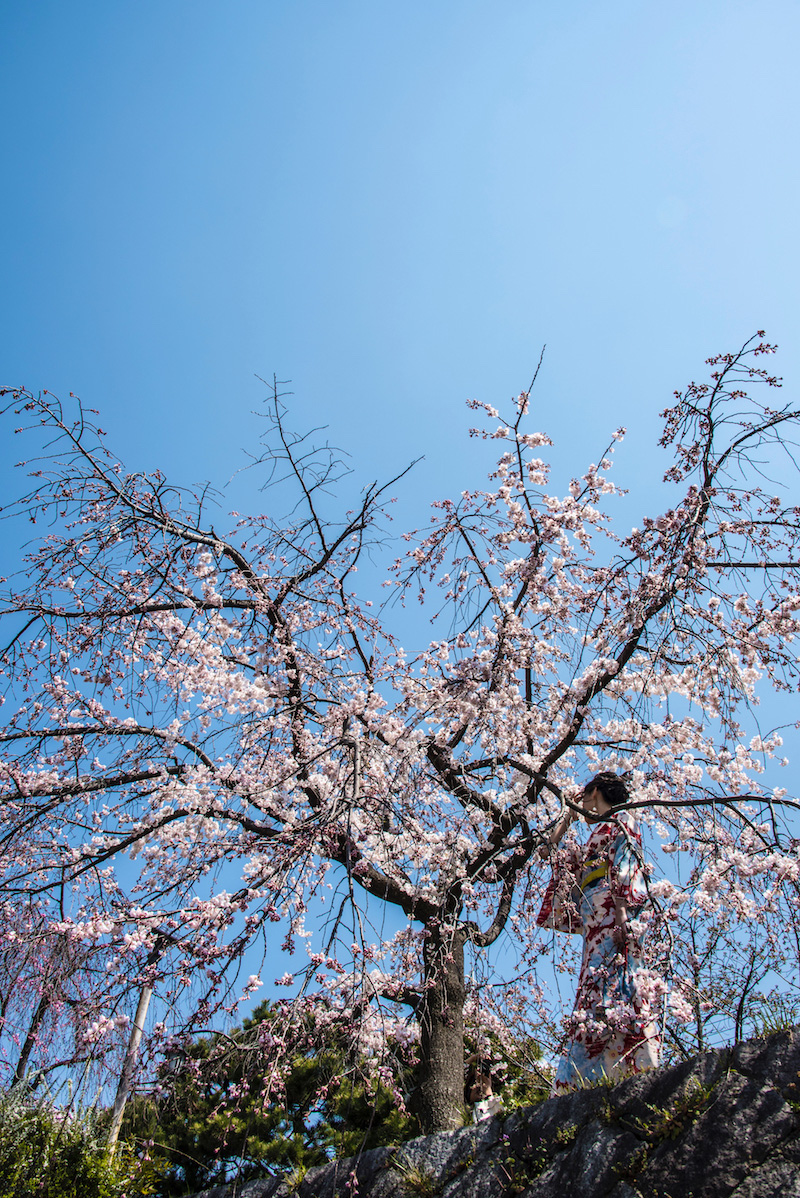 Kyoto Sakura Sakura in Kyoto, Japan