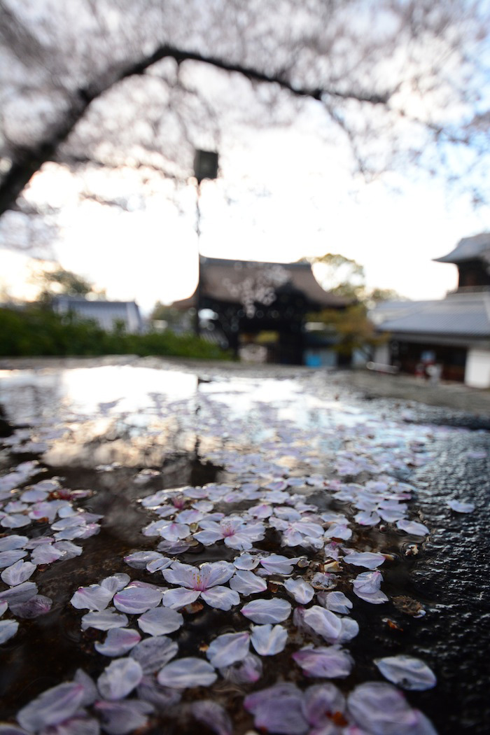 Fallen Sakura petals Sakura petals in Kyoto, Japan