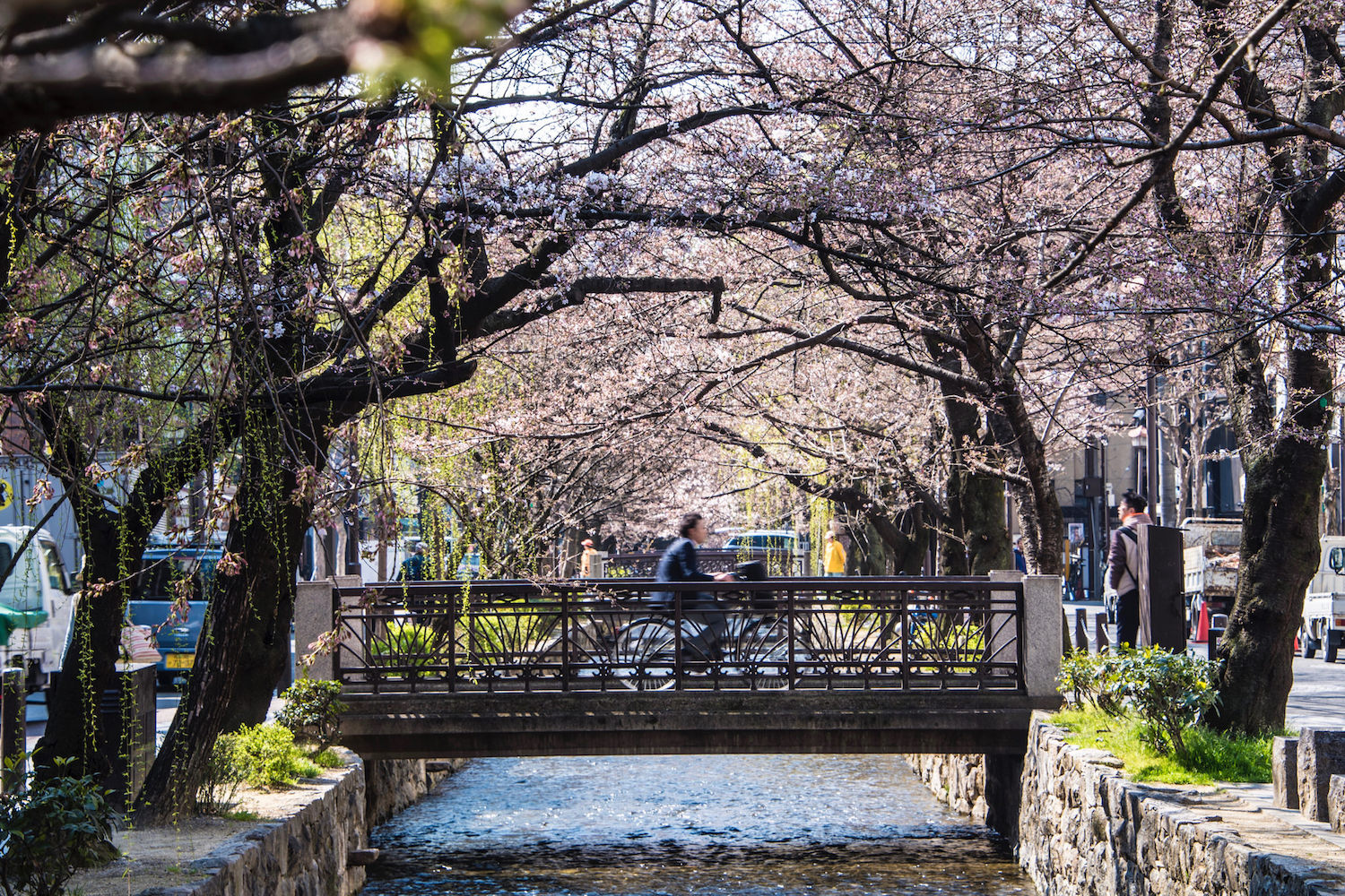 Kyoto Sakura Canal Man riding bike along Kyoto sakura canal