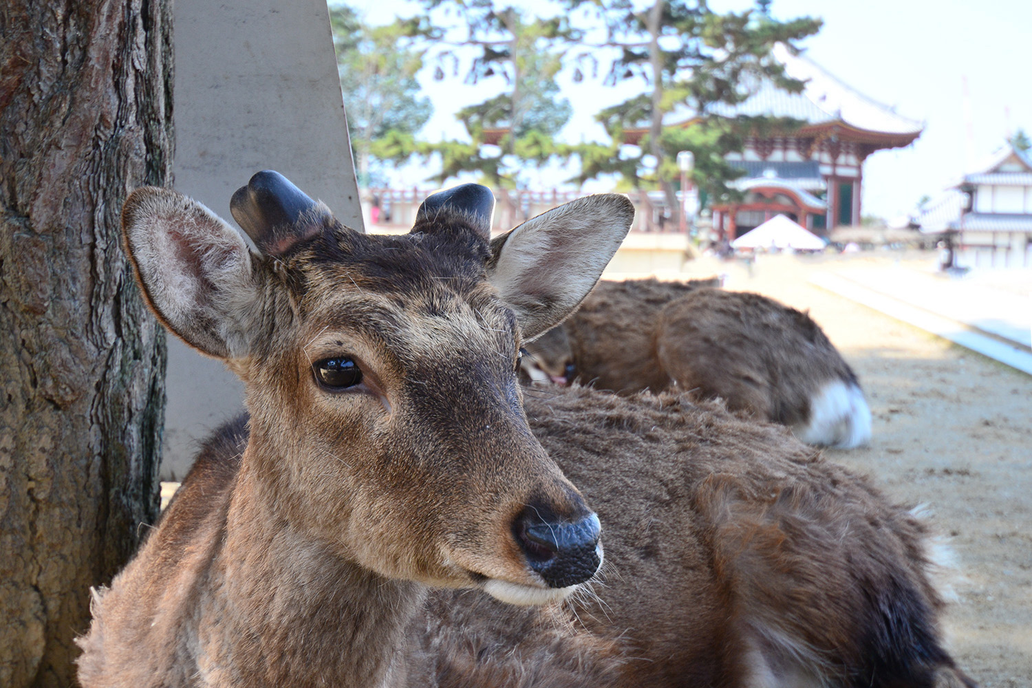 Nara Deer Deer in Nara, Japan