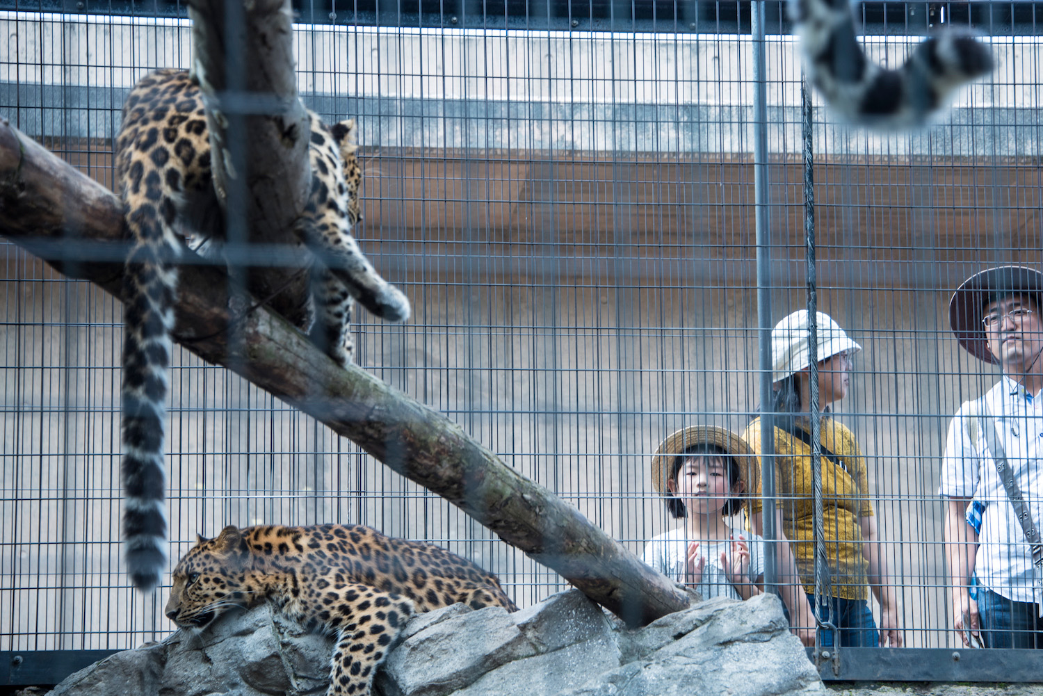 The Place Can You See Lavender In Hokkaido In 2024   Asahiyama Zoo 