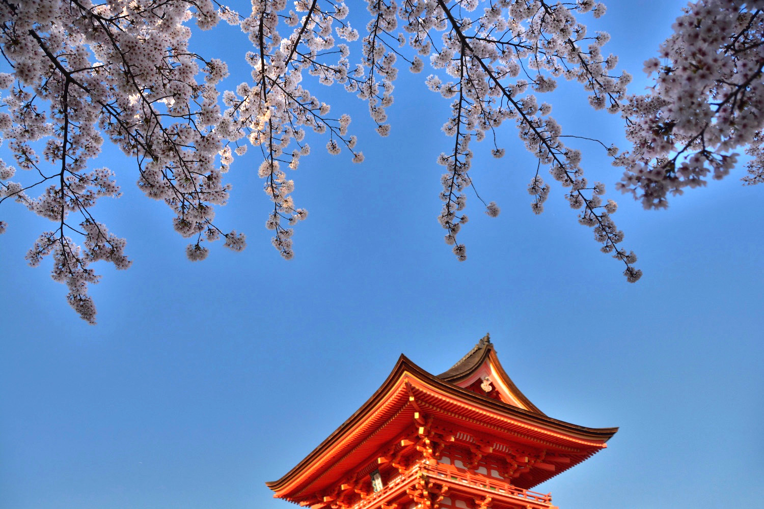 How and Where to See Cherry Blossom in Kyoto