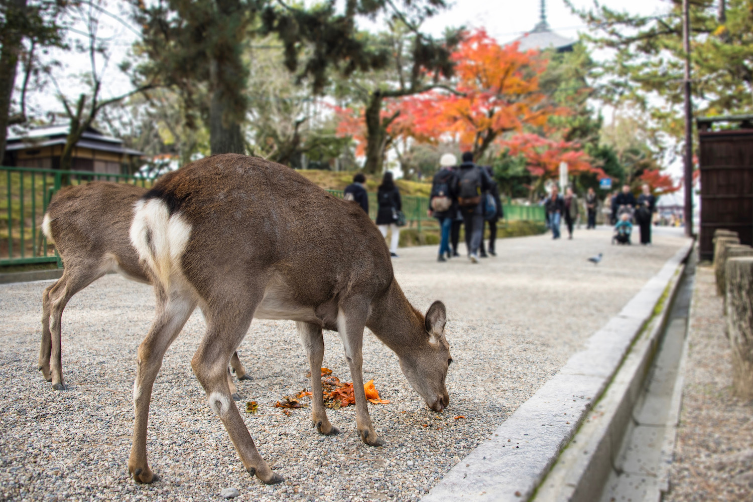 Fall colors in Nara City, Japan