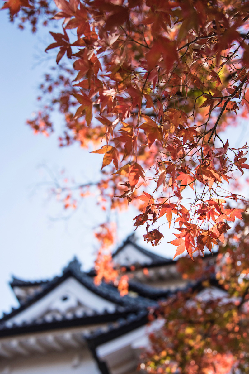 Will It Be Possible To Visit Japan In Autumn 2021