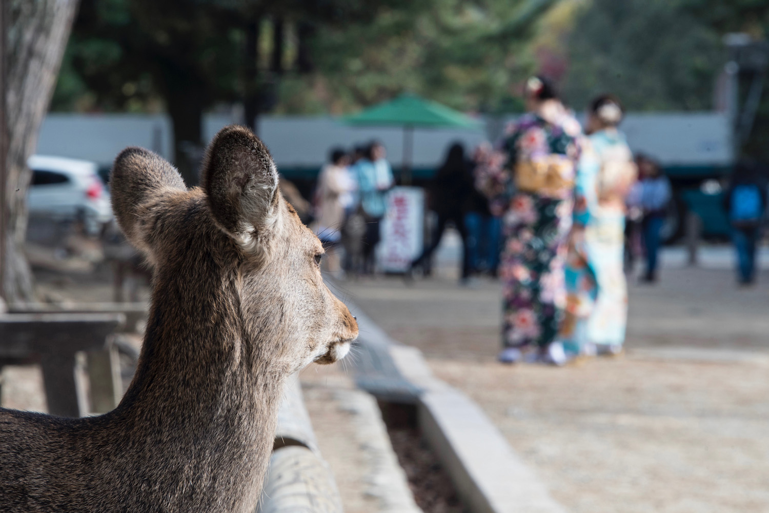 travel guide to kyoto