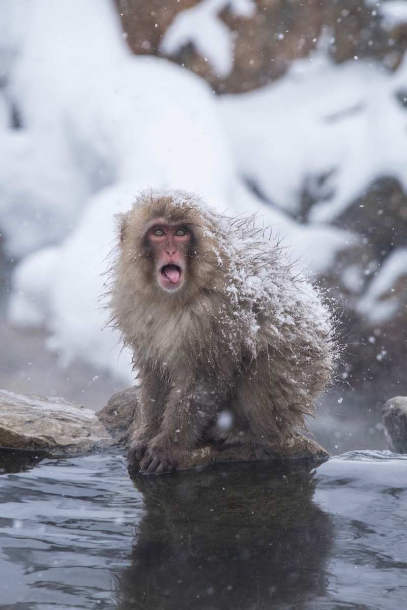 Japanese Alps Snow Monkey Snow monkey in the Japanese Alps