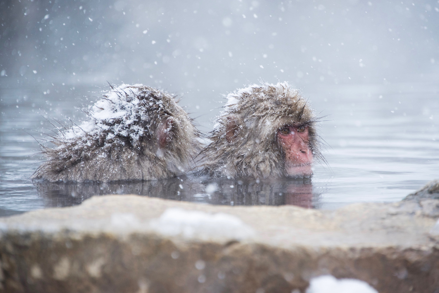 Returning to See the Japan Snow Monkeys (in Winter, This Time)