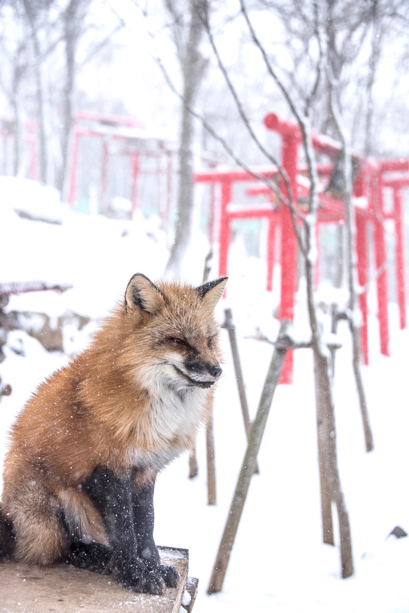 Japan travel pictures of Zao Fox Village