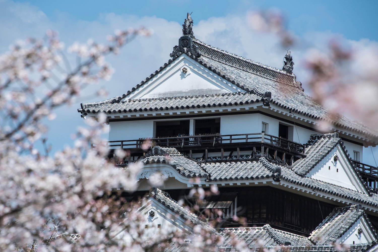 The Magic of Matsuyama Castle During Cherry Blossom Season