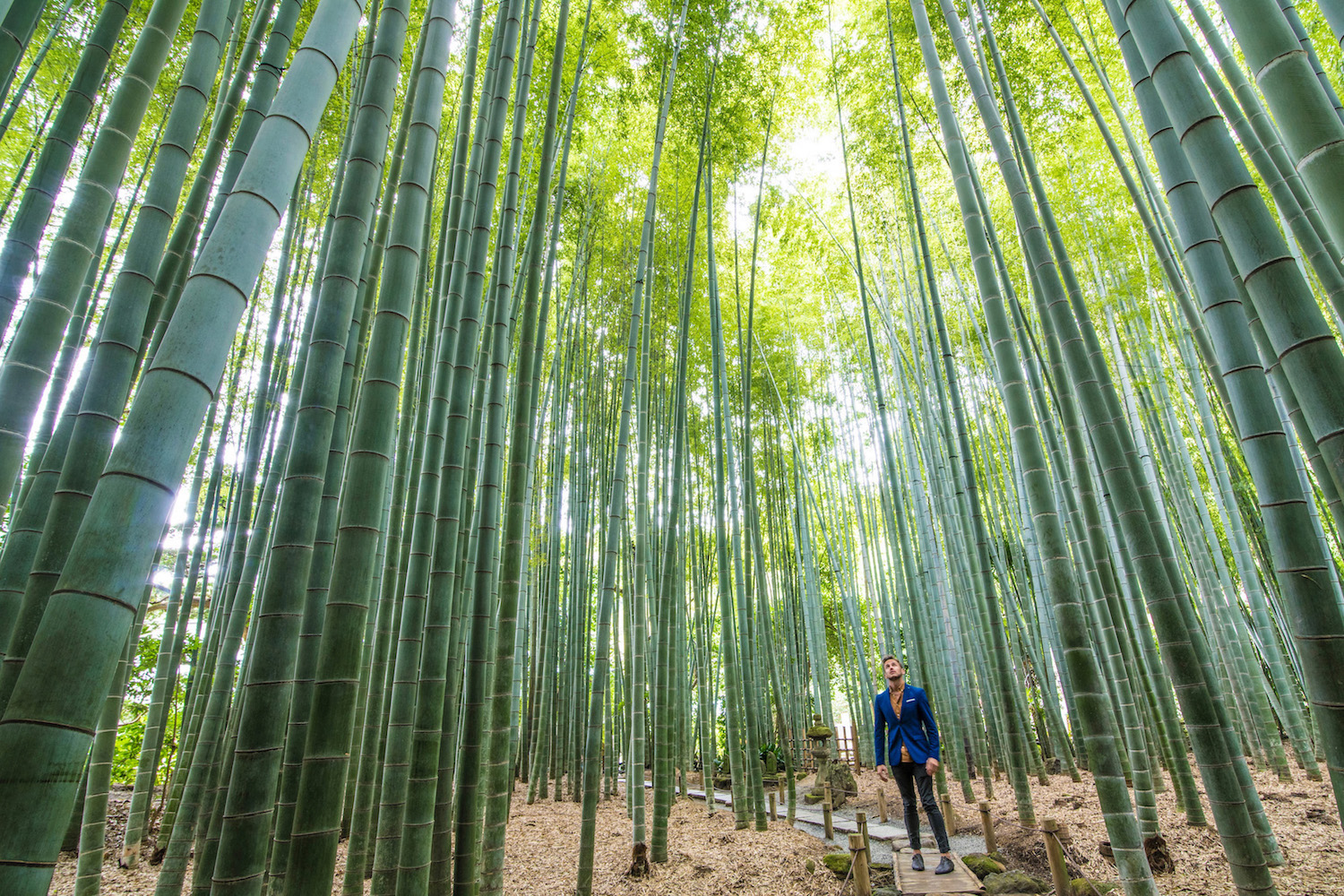 day trip from tokyo to kamakura