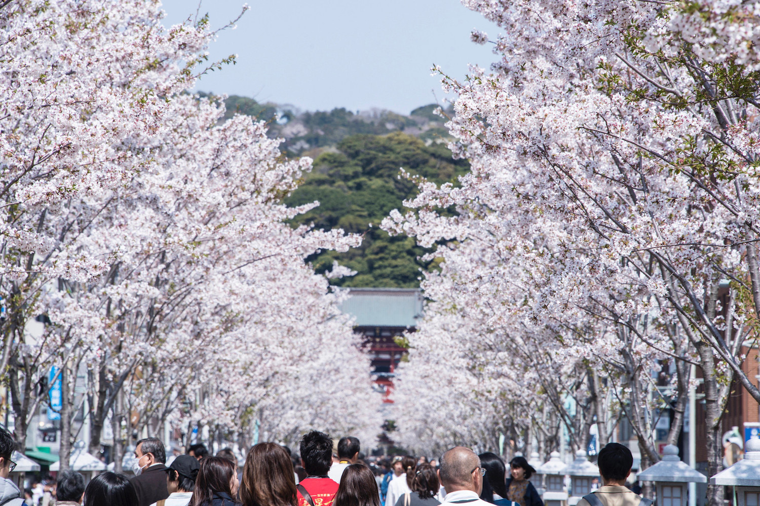 Everything You Need To Know About Japan S 2021 Cherry Blossom Season,Chocolate Warm Balayage Chocolate Warm Dark Brown Hair Color