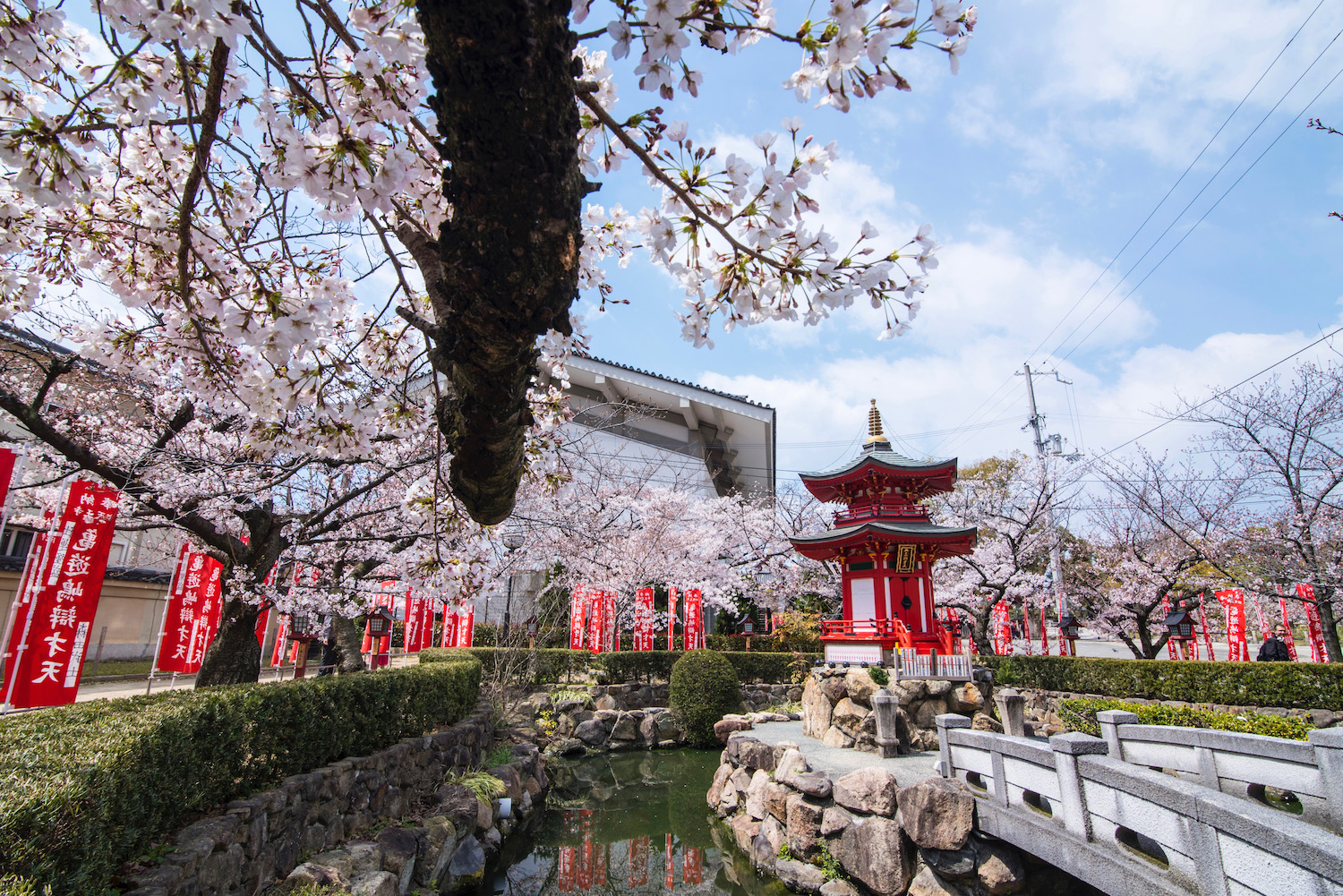 The Secret to An Incredible Osaka Cherry Blossom Experience