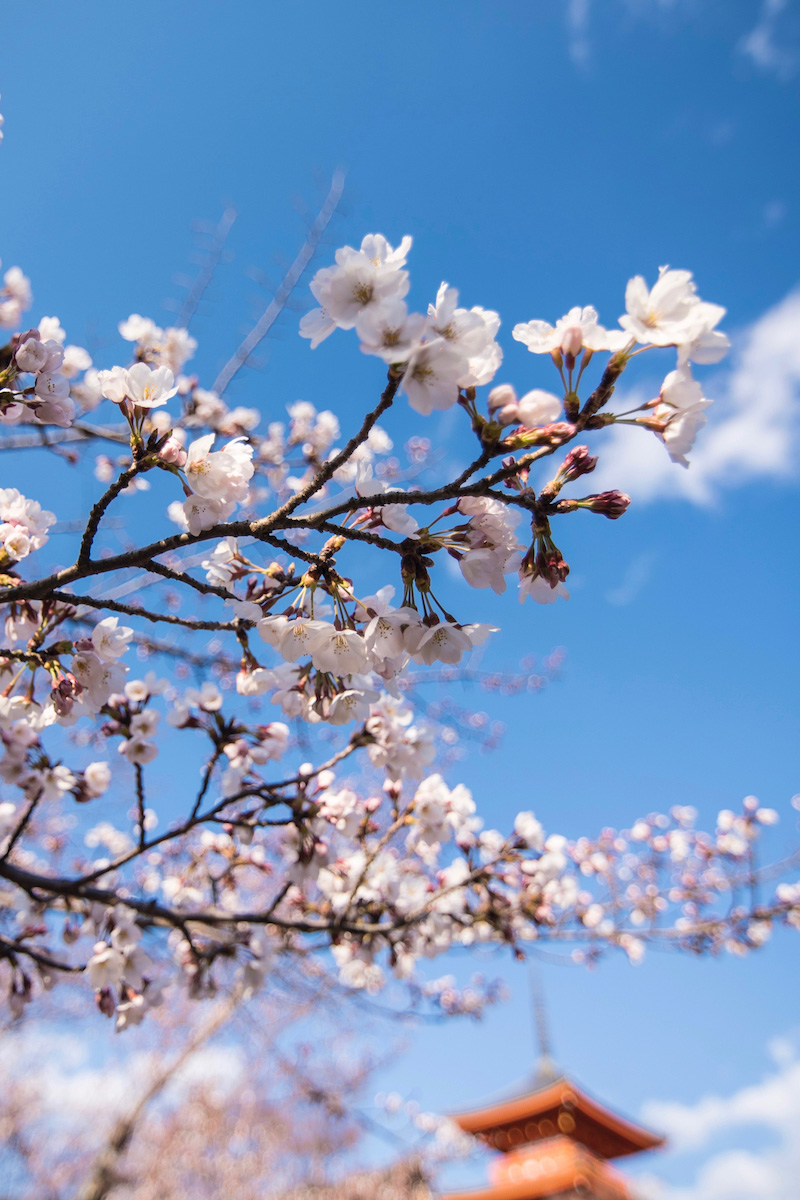 The Ultimate Guide to Seeing Cherry Blossoms in Japan