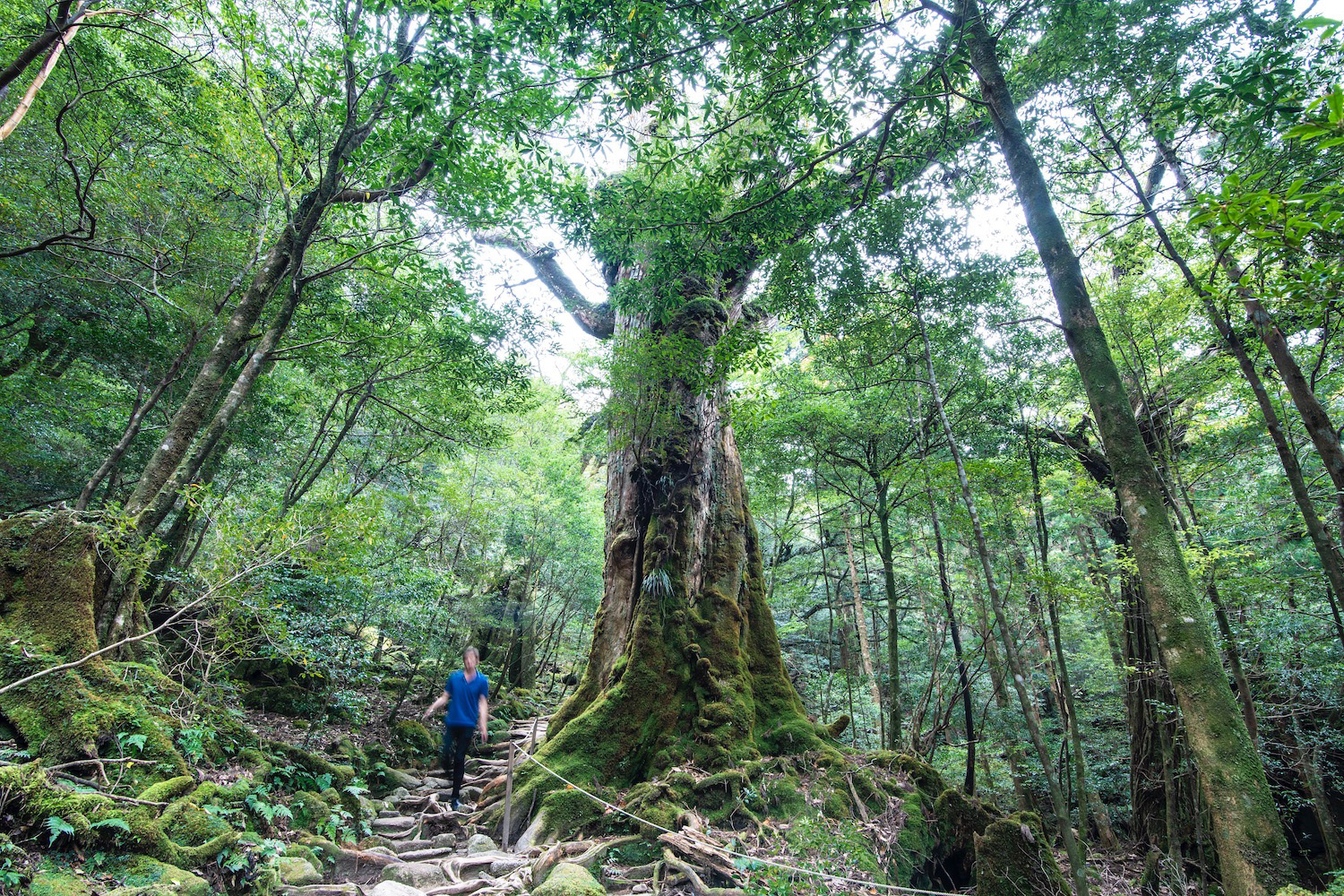 Yakushima Island