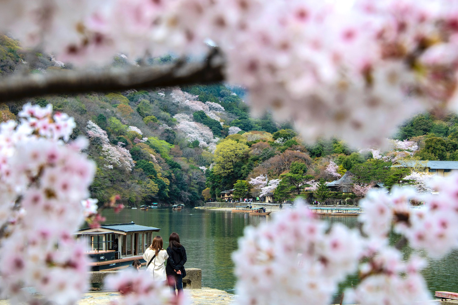 Spring Tours in Kyoto: Sakura & Secrets