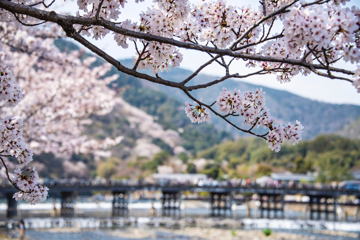 These Are the Best Kyoto Cherry Blossom Spots