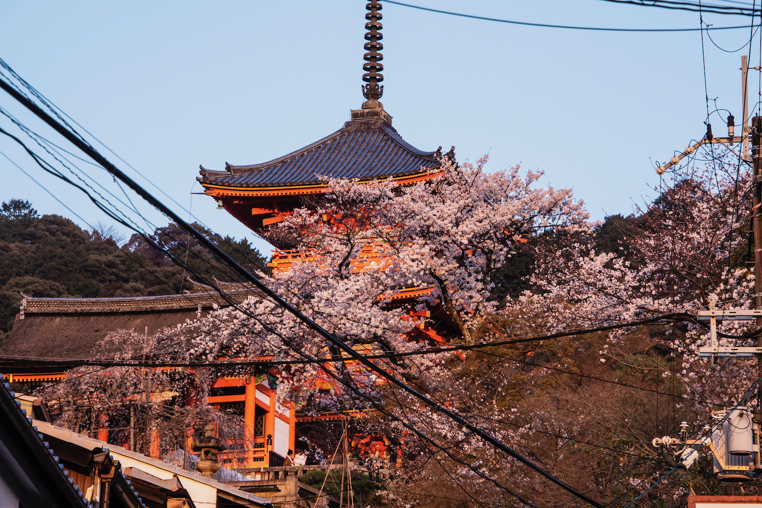 These Are the Best Kyoto Cherry Blossom Spots