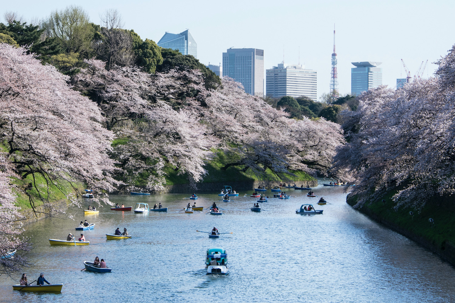 Japanese time. Токио Сакура. Токи и Сакура. Сакура в Токио 2021. Токио (Tokyo), Япония озера.