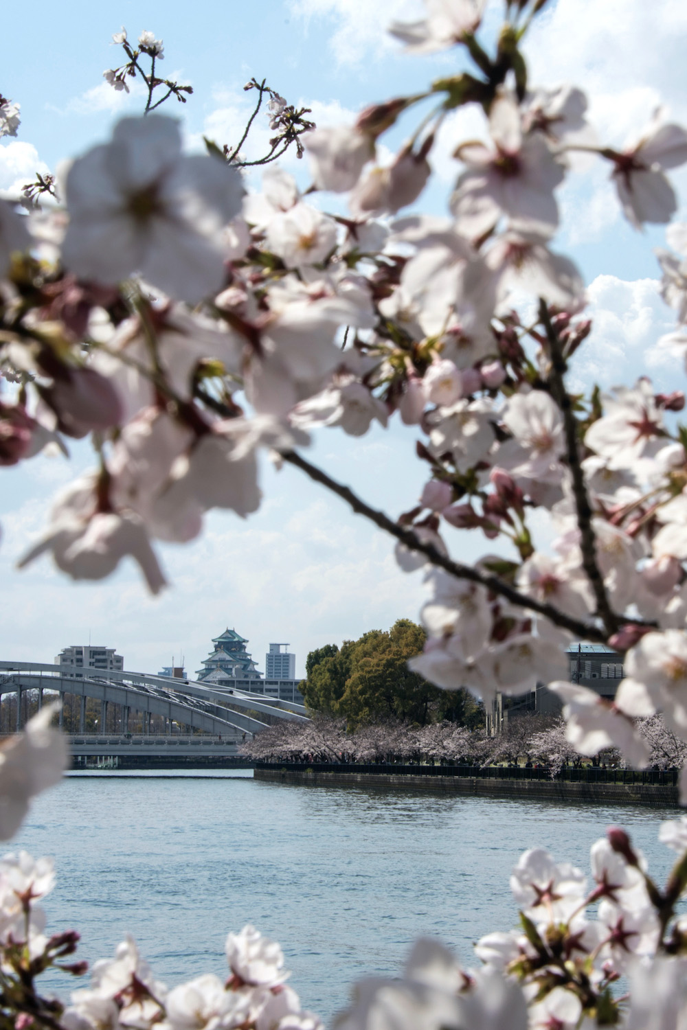 Cherry Blossom In Osaka 2024 Matty Shellie