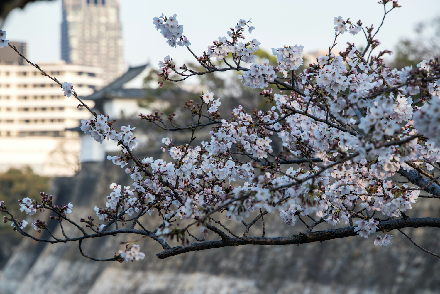 Where to See Osaka Cherry Blossoms in 2021 or 2022