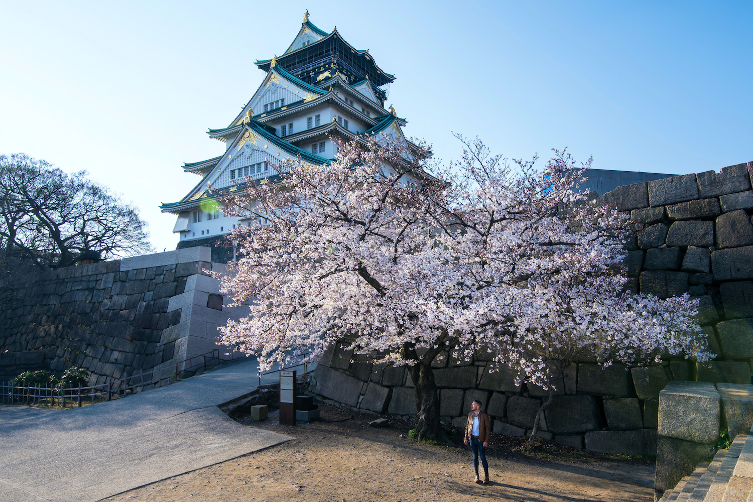 Osaka Cherry Blossoms 2024 Gay Giralda