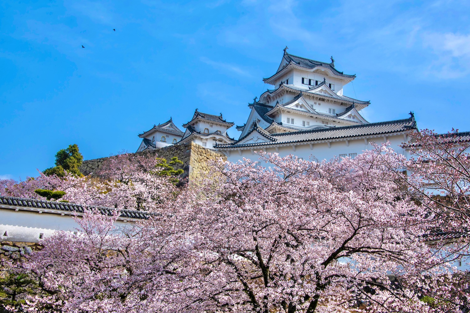 Plan Your 2024 Cherry Blossom Trip Today