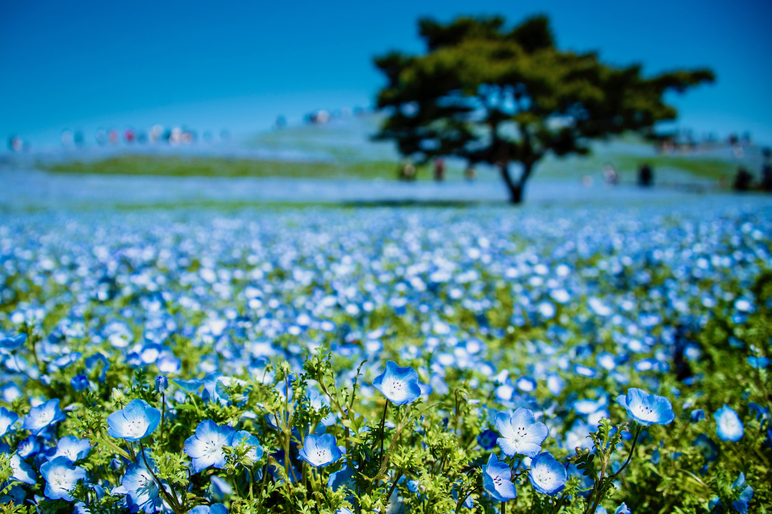 visit the hitachi seaside park (ibaraki japan)