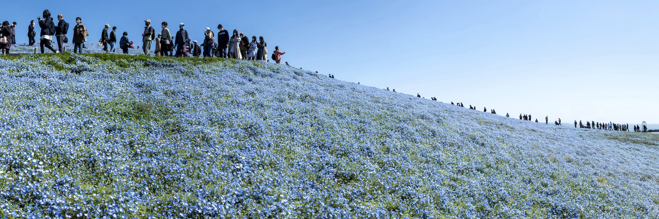 hitachi seaside park tour