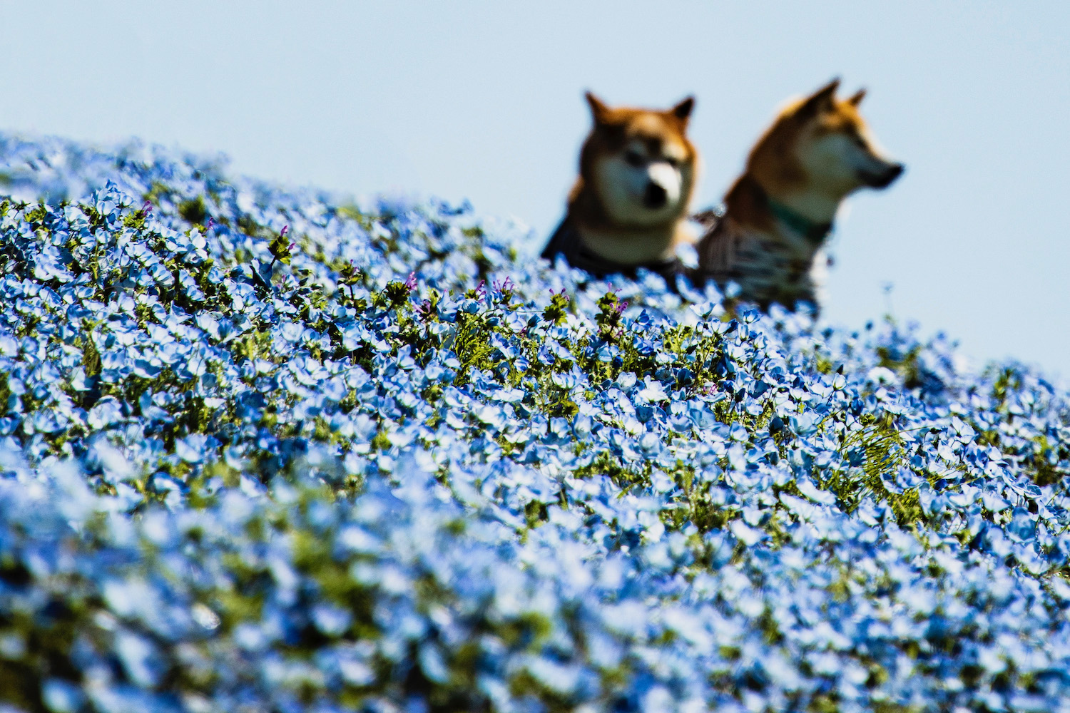 visit the hitachi seaside park (ibaraki japan)