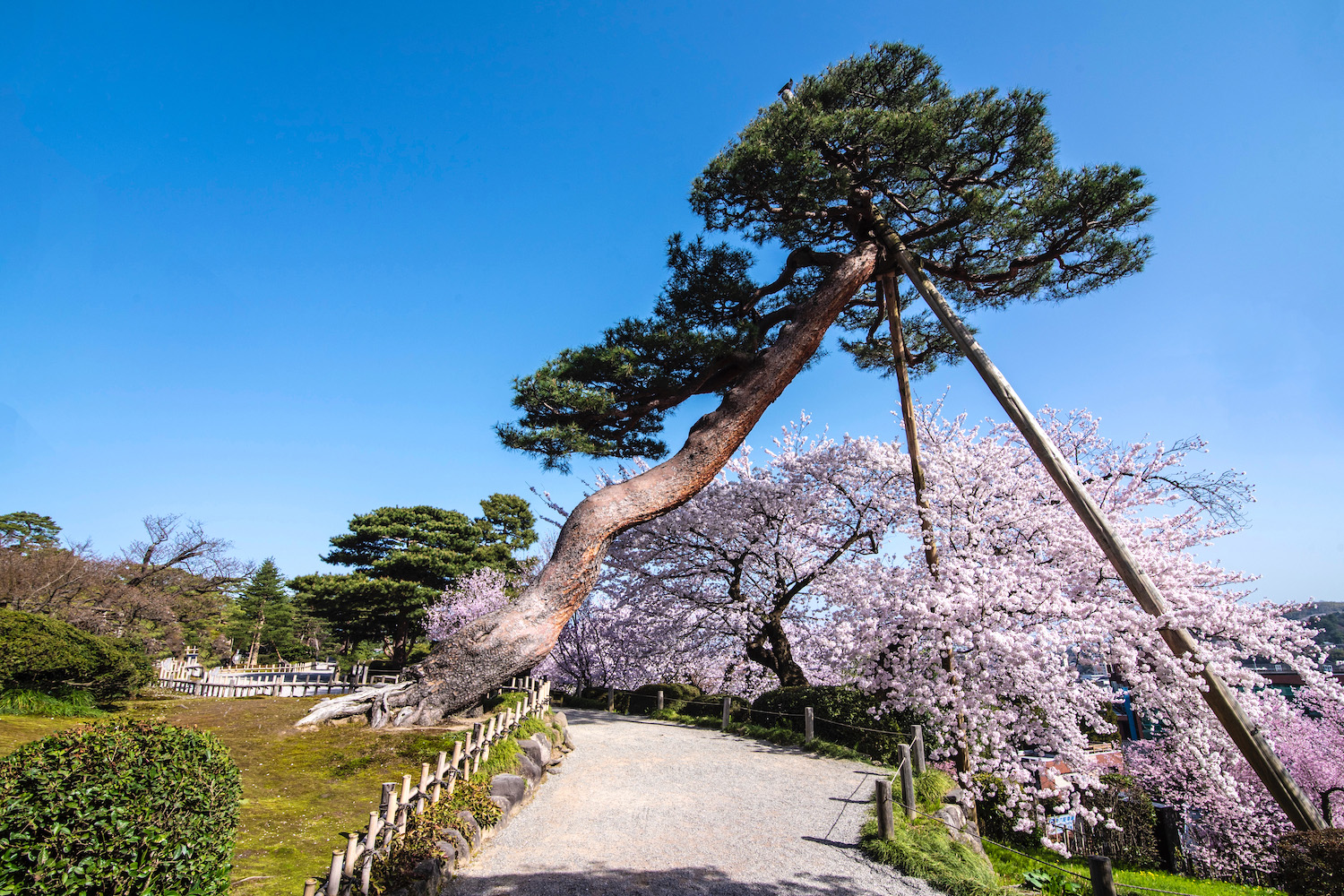 Tokyo, Japan. 24th Mar, 2022. The traditional Japanese Cherry blossom  season in Tokyo is set to start on March 28, 2022. Some Sakura trees  started to bloom already, like here in Naka