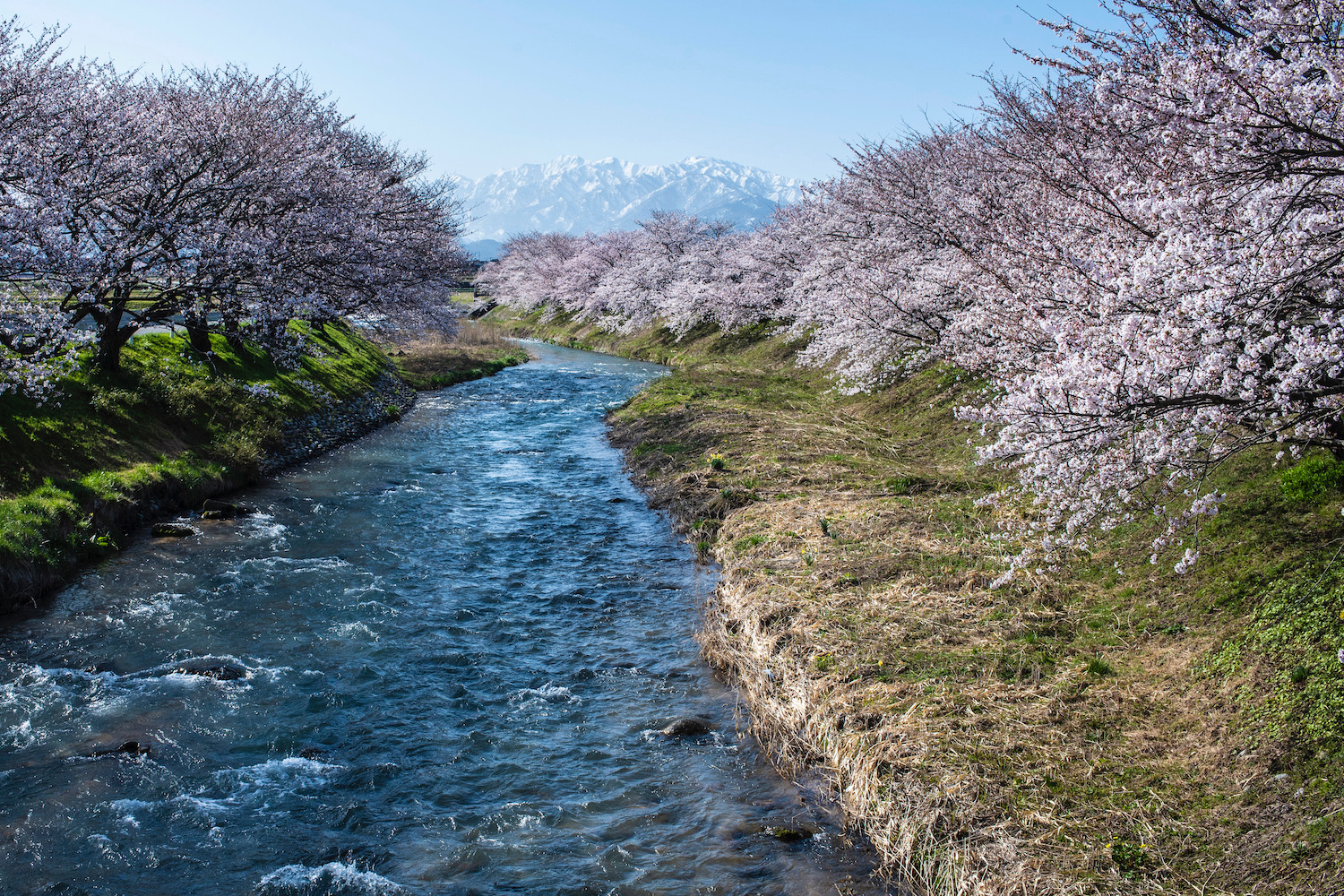 What To Know About Japan S 22 Cherry Blossom Season