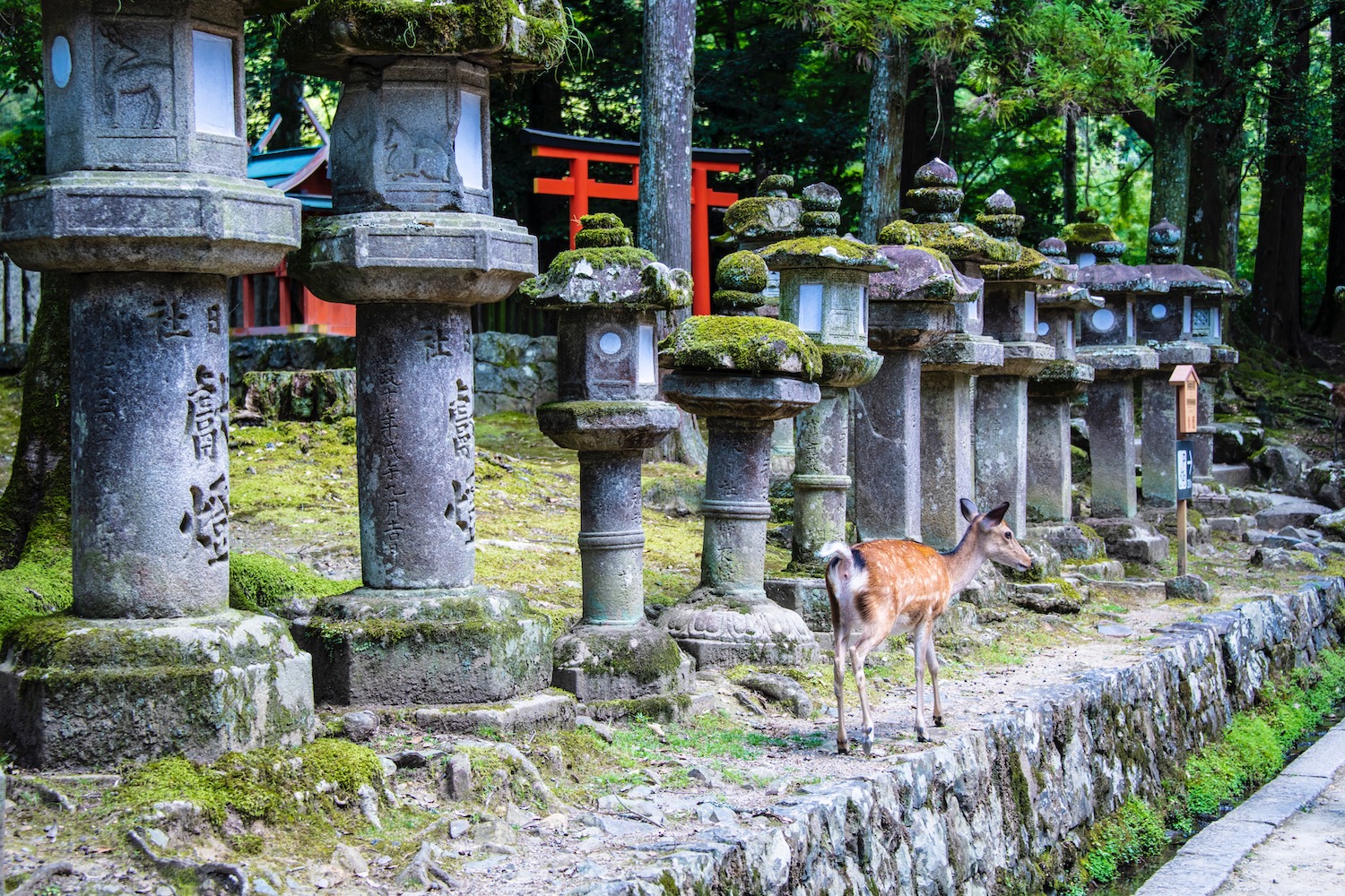 Kasuga Shrine in Nara, Japan