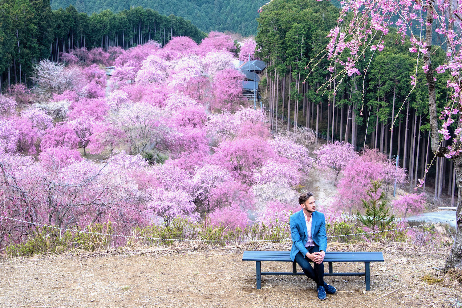 Cherry Blossom Time In Japan 2024 Deny