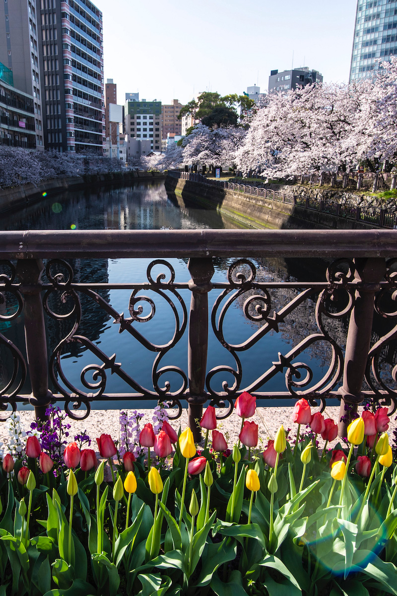 30 Pictures of Cherry Blossoms That Will Make You Want to Visit Japan