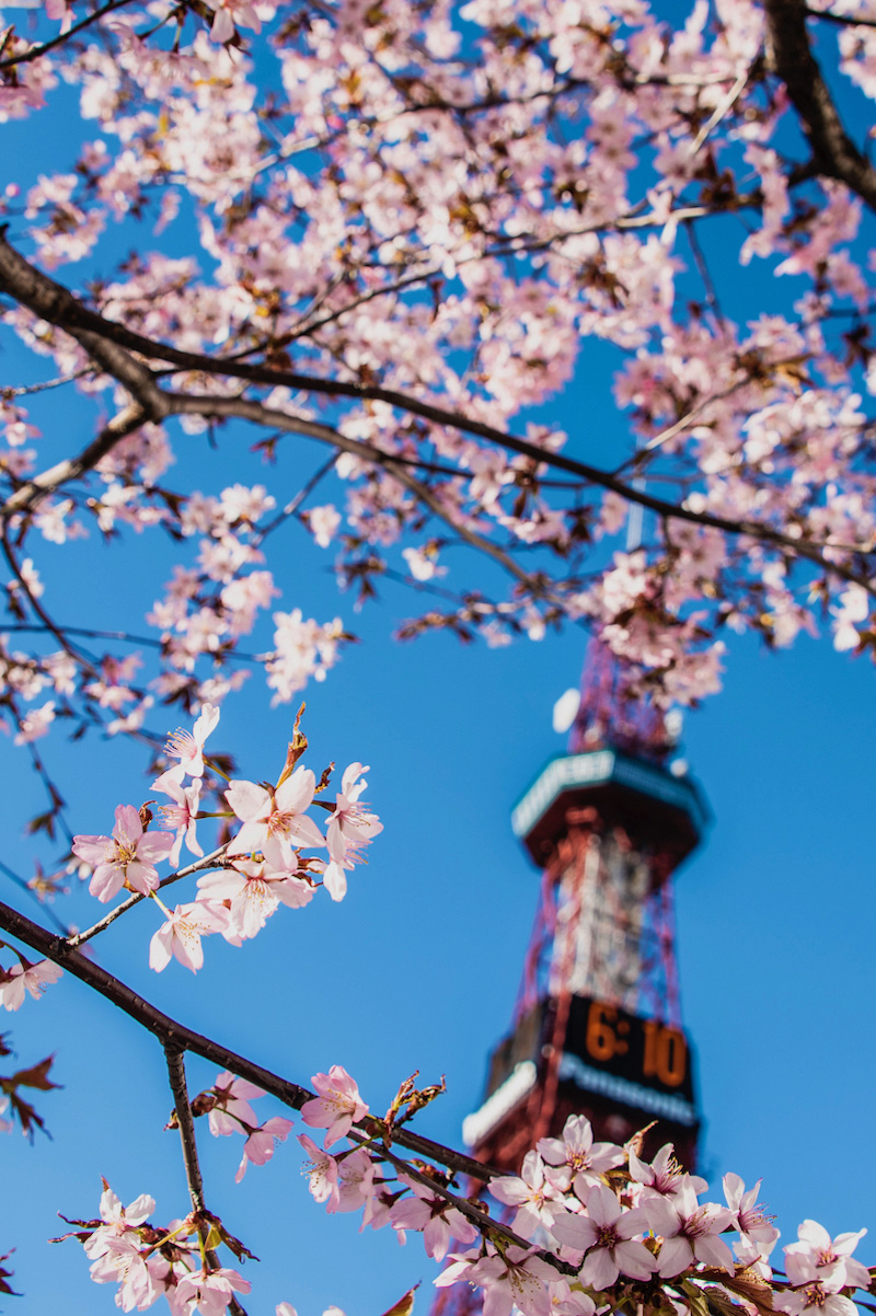 30 Pictures of Cherry Blossoms That Will Make You Want to Visit Japan