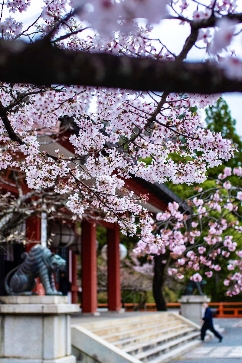 30 Pictures of Cherry Blossoms That Will Make You Want to Visit Japan