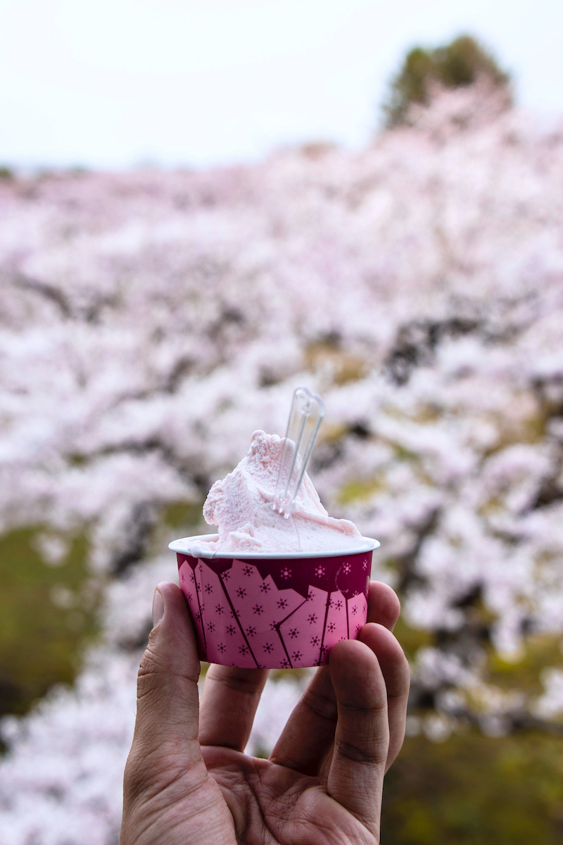 30 Pictures of Cherry Blossoms That Will Make You Want to Visit Japan