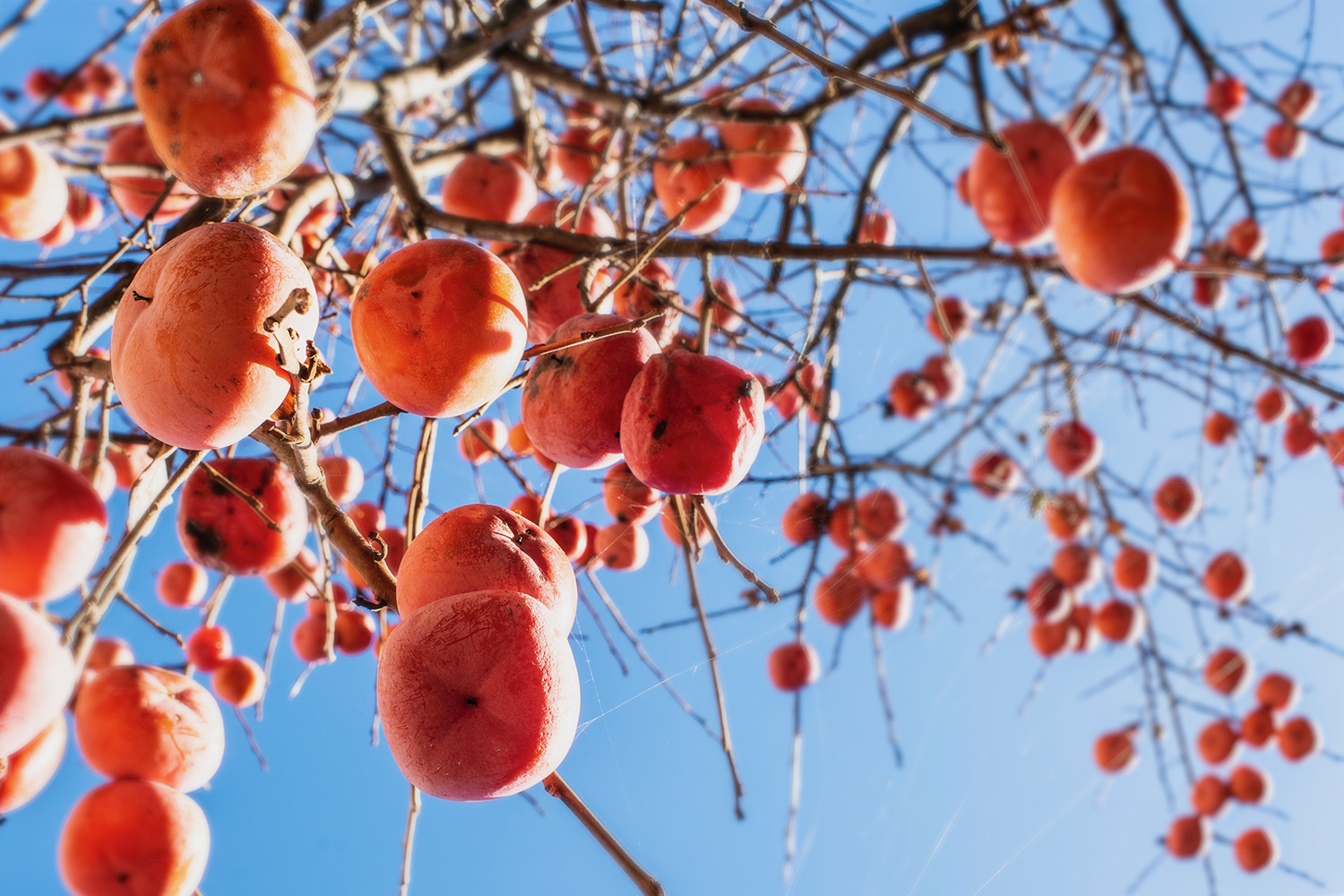 Persimmons in Matsumoto, Japan