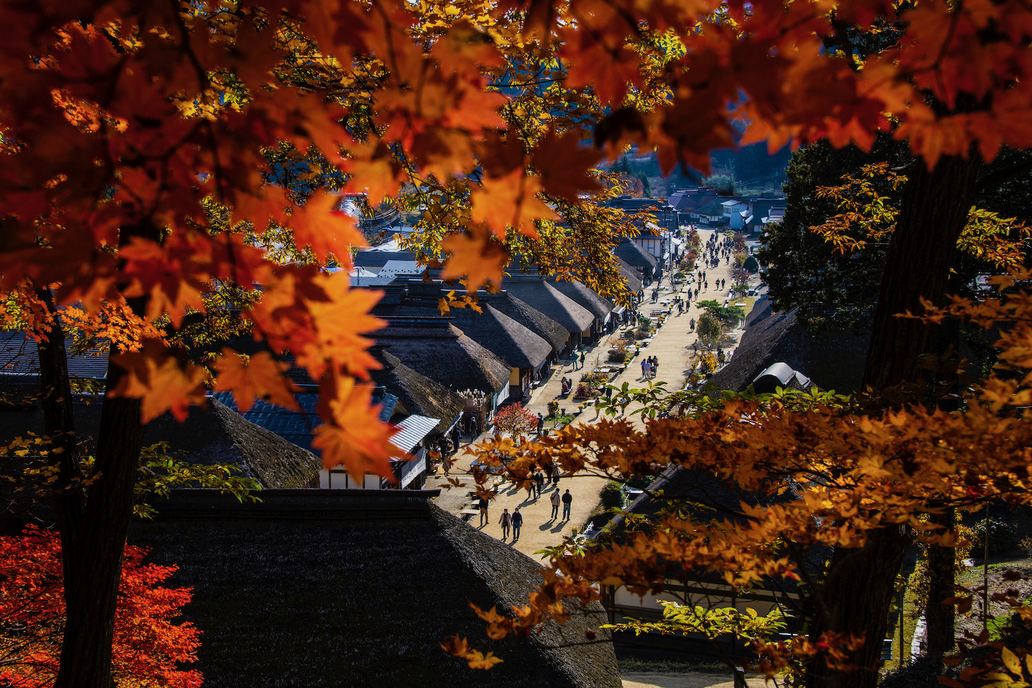 japan autumn leaves tours