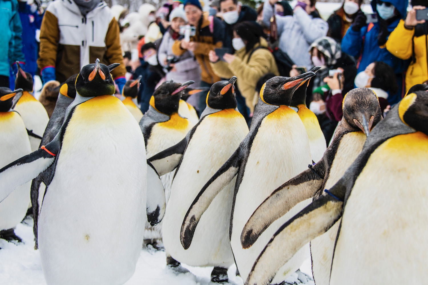 hokkaido tourist spots winter