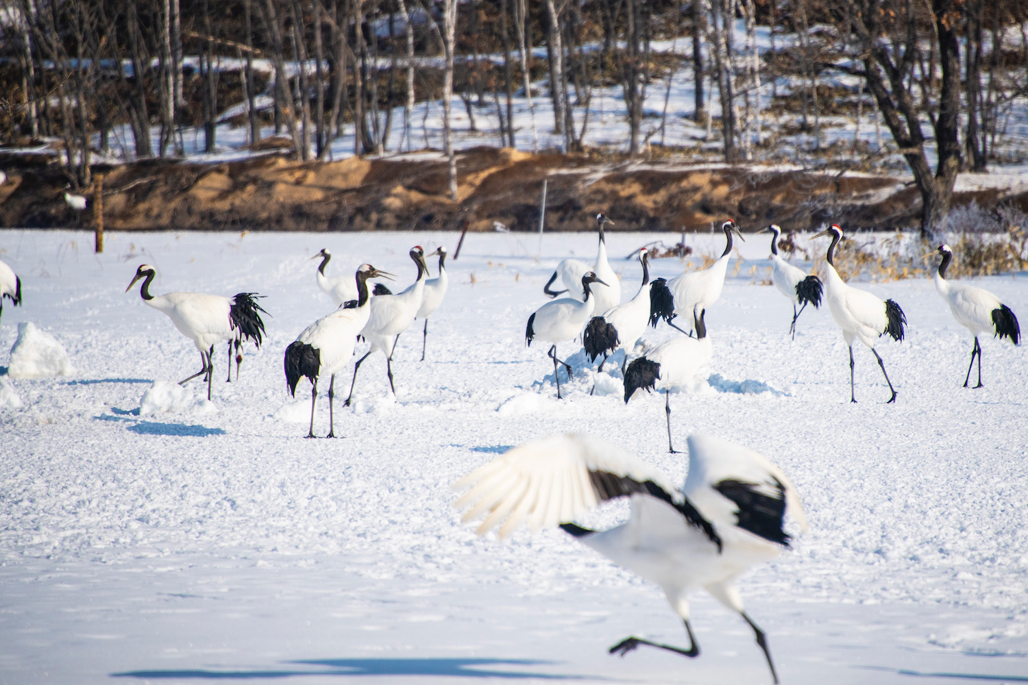 japan winter travel