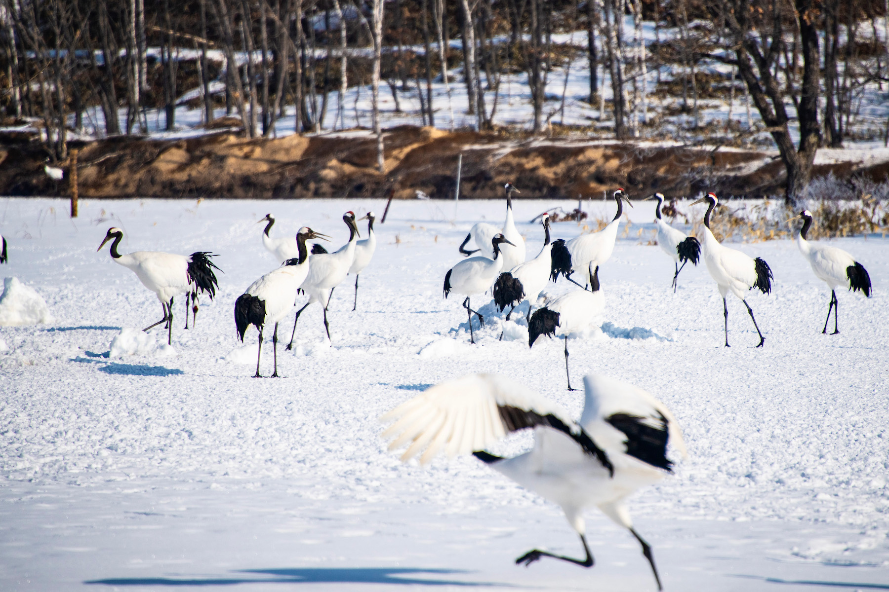 visit hokkaido japan