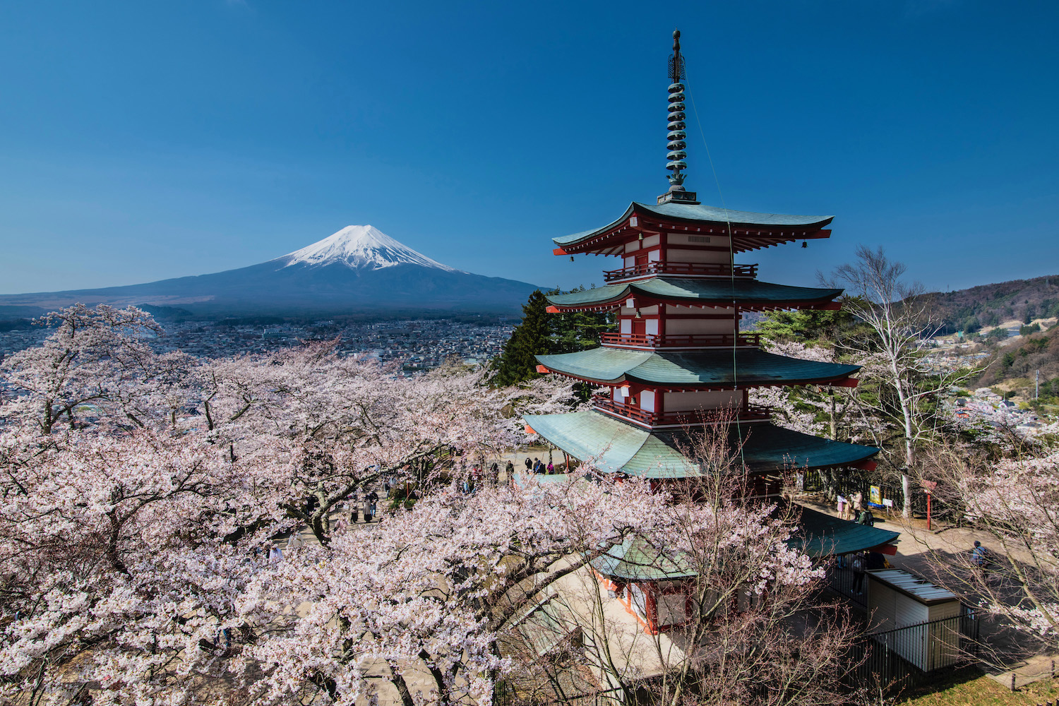 Plan Your 2024 Cherry Blossom Trip Today