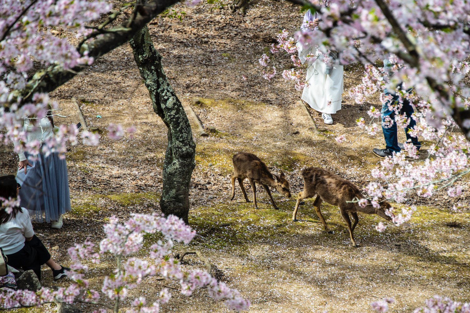 Tokyo, Japan. 24th Mar, 2022. The traditional Japanese Cherry blossom  season in Tokyo is set to start on March 28, 2022. Some Sakura trees  started to bloom already, like here in Naka