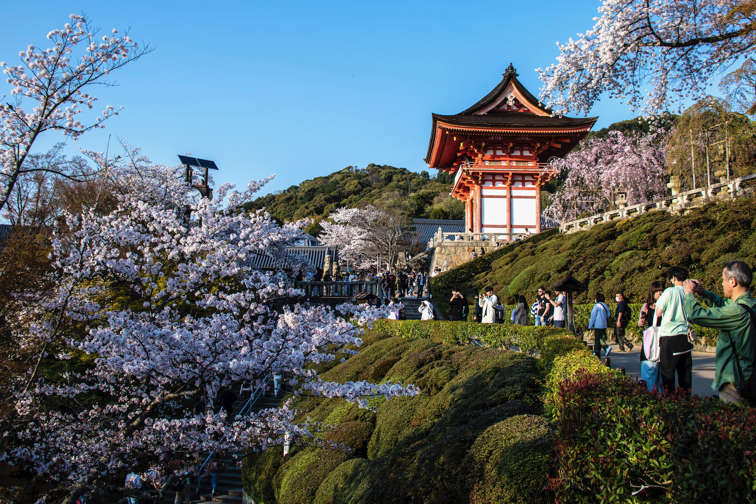 When and where to see cherry blossoms in Tokyo in 2024