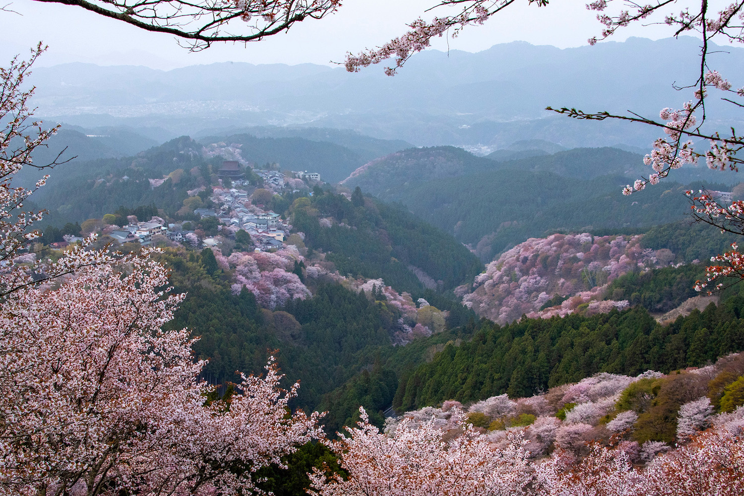 Are the Yoshino Cherry Blossoms Worth Seeing?