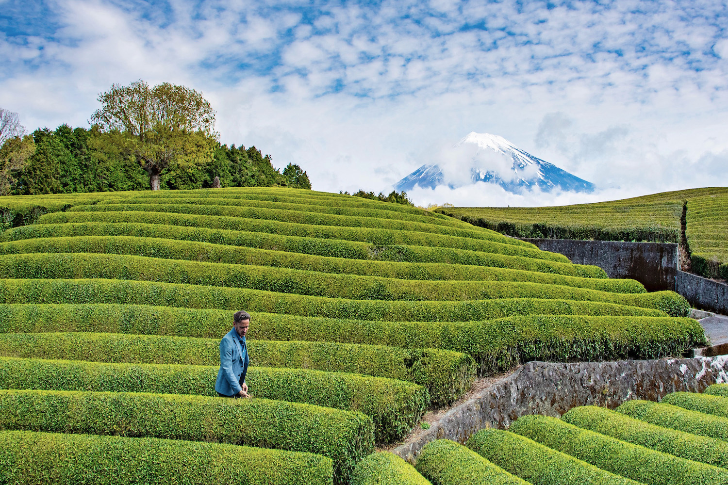 Tea fields at the base of Mt. Fuji